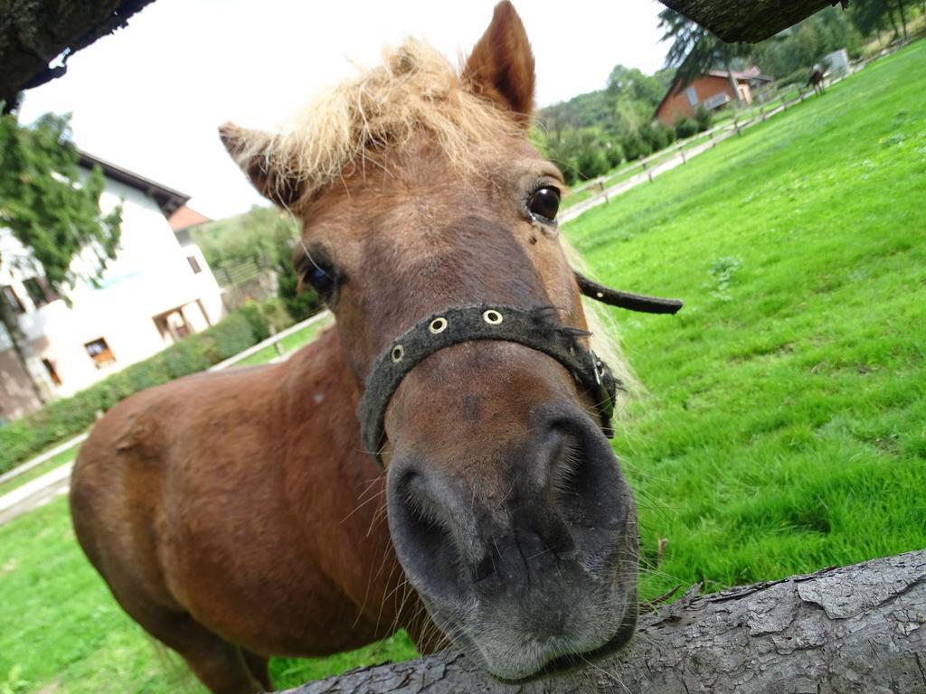 Farm Stay Frank Ozmec Ljutomer Zewnętrze zdjęcie