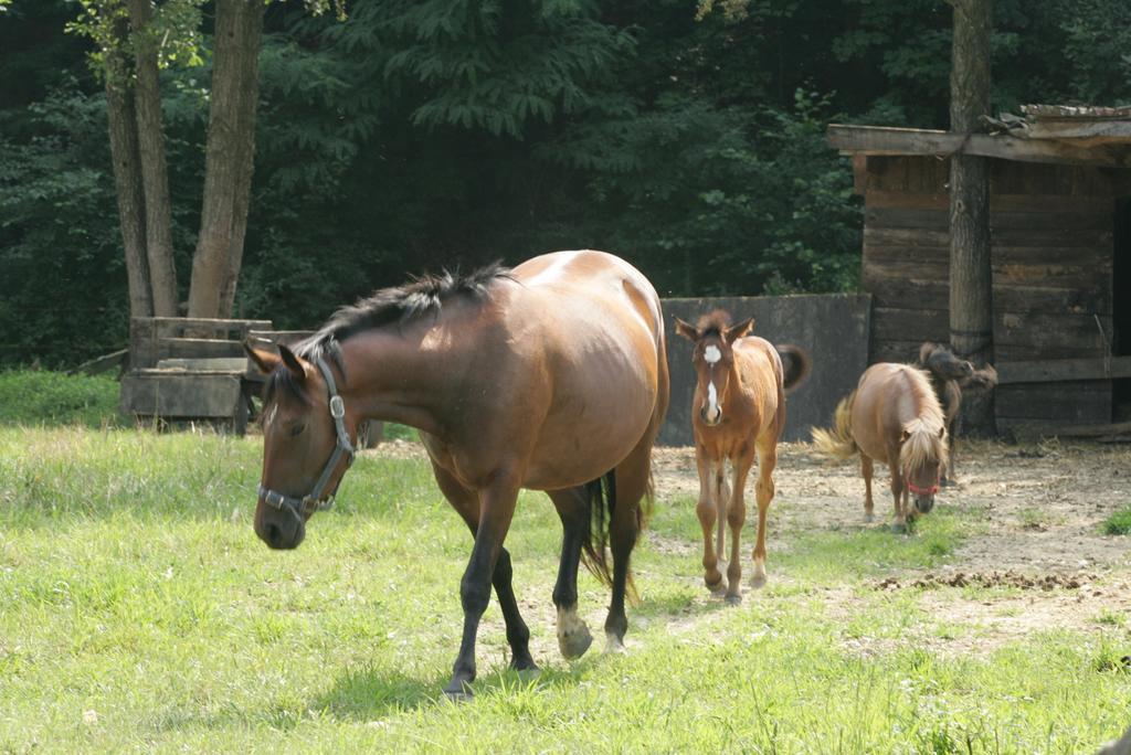 Farm Stay Frank Ozmec Ljutomer Zewnętrze zdjęcie